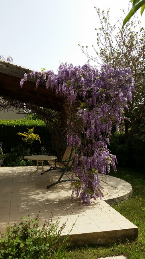 תמונה שמשית 1 תמונה שמשית 1